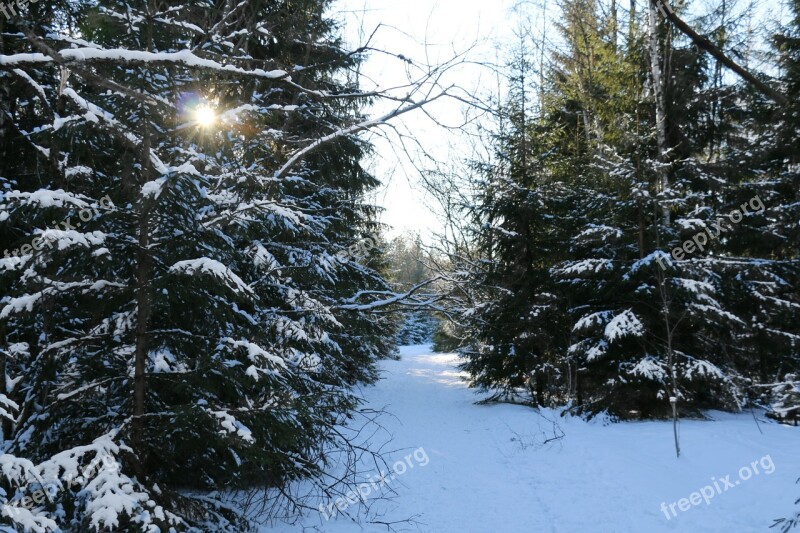 Winter Winter Forest Frost Wintry Snow