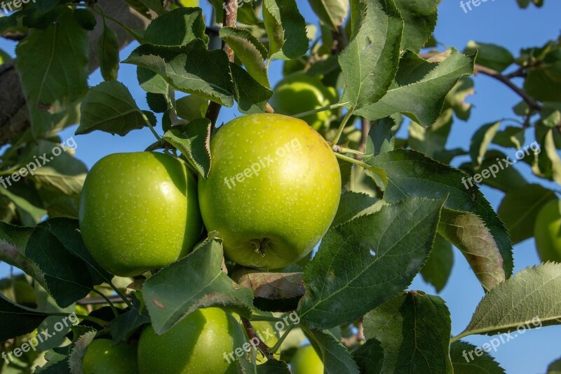 Green Apple Granny Smith Apple Branch Free Photos