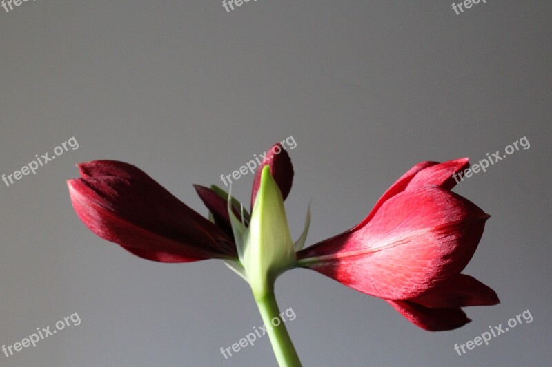 Amaryllis Plant Blossom Bloom Amaryllis Plant