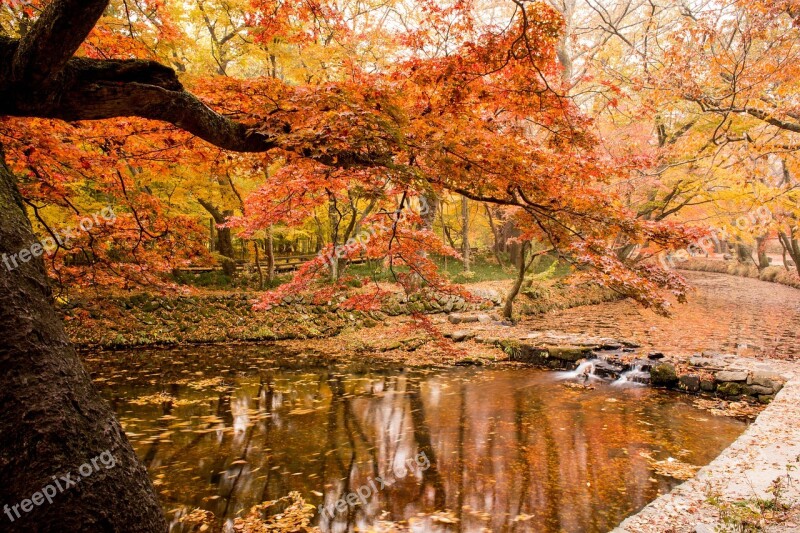 Autumn Autumn Leaves Nature Scenery The High Window Line Download