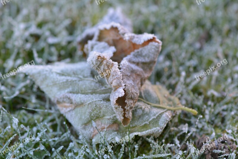 Leaf Frozen Cold Winter Nature