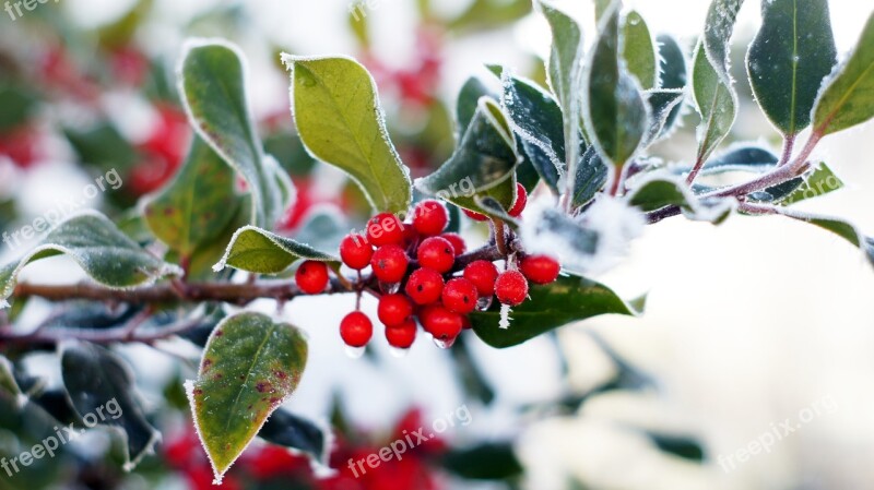 Holly Evergreen Advent Christmas Hoarfrost