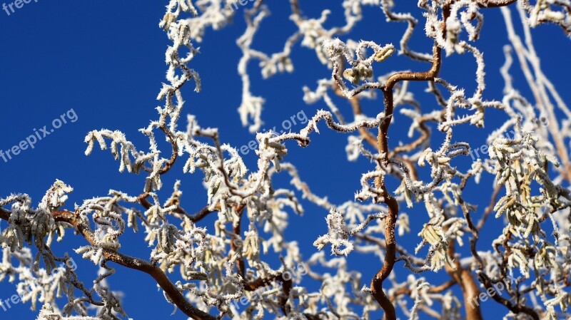 Corkscrew Hazelnut Frost Corkscrew Hazel Hazel