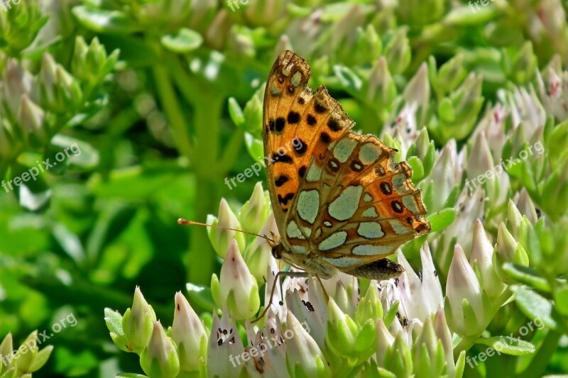 Butterfly Insect Flower Sedum Nature