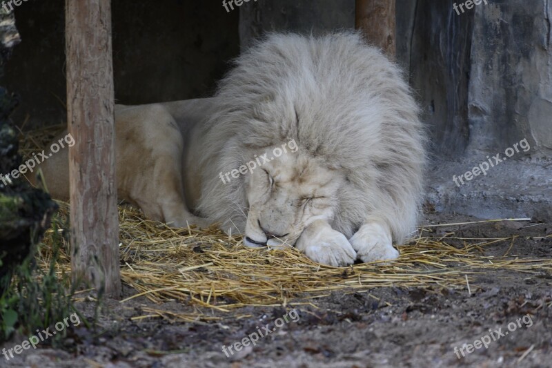 Lion White Lion Zoo Moons Predator