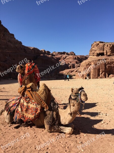 Camel Travel Desert Sand Camels