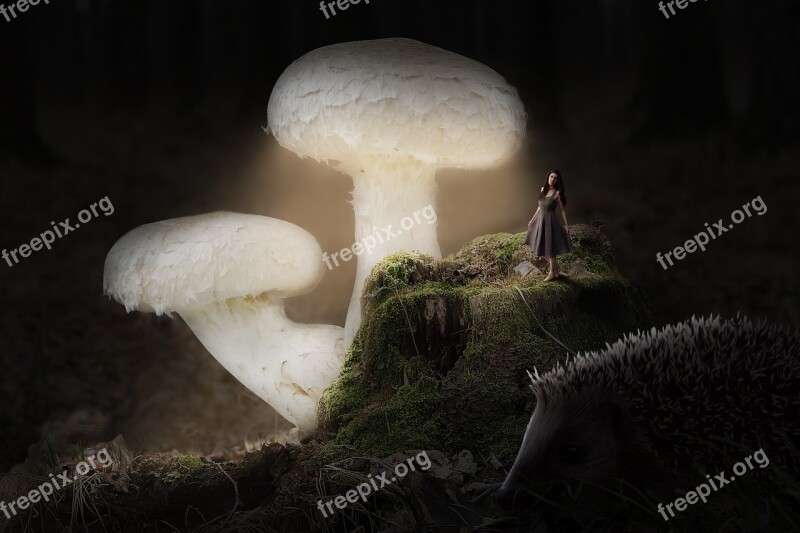 Night Mushroom Nature Mushrooms Darkness