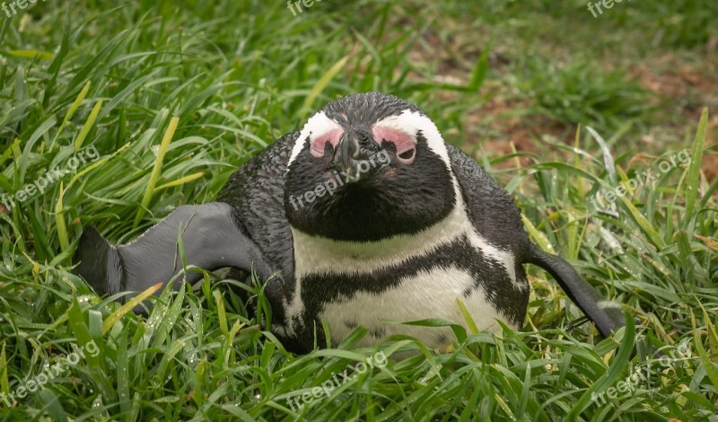 Penguin Donkey Penguin South Africa Boulders Beach Animal World