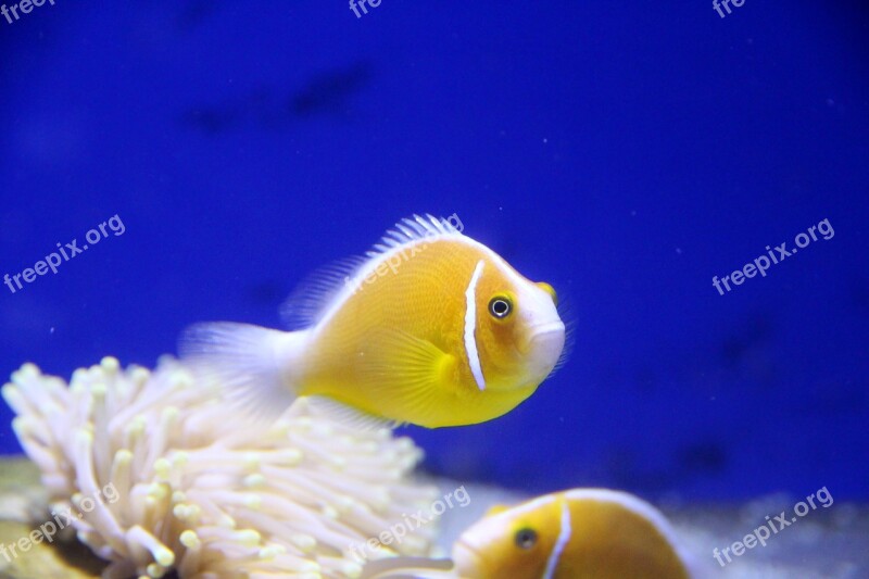 Amfiprion Clown Fish Pink Clown Fish Aquarium