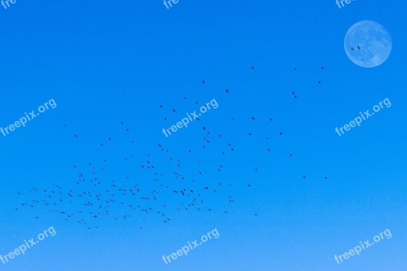 Flock Of Birds Moon Morning Nature Bird Flight