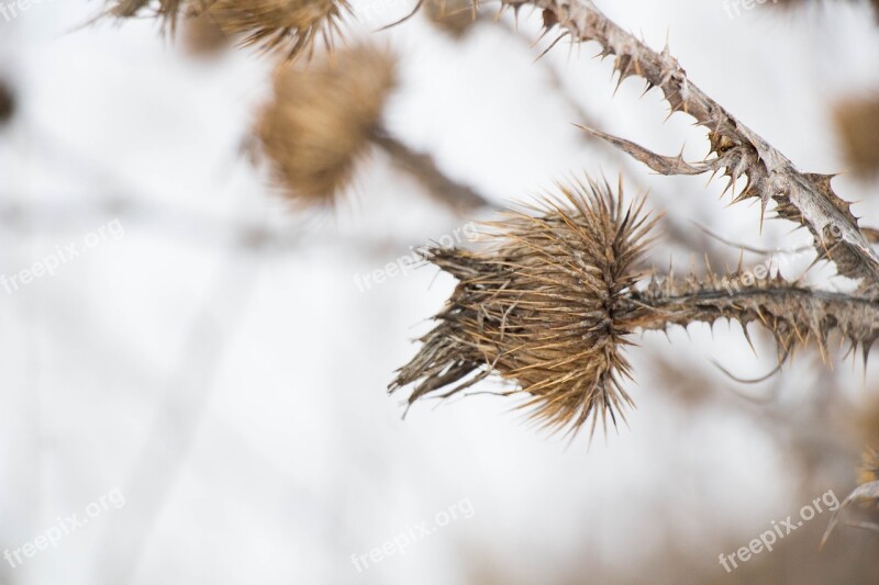 Dry Plant Winter Nature Plant Dry