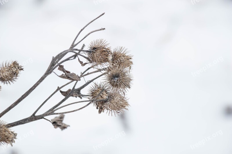 Dry Plant Winter Nature Plant Dry