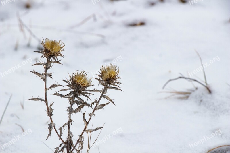 Dry Plant Winter Nature Plant Dry