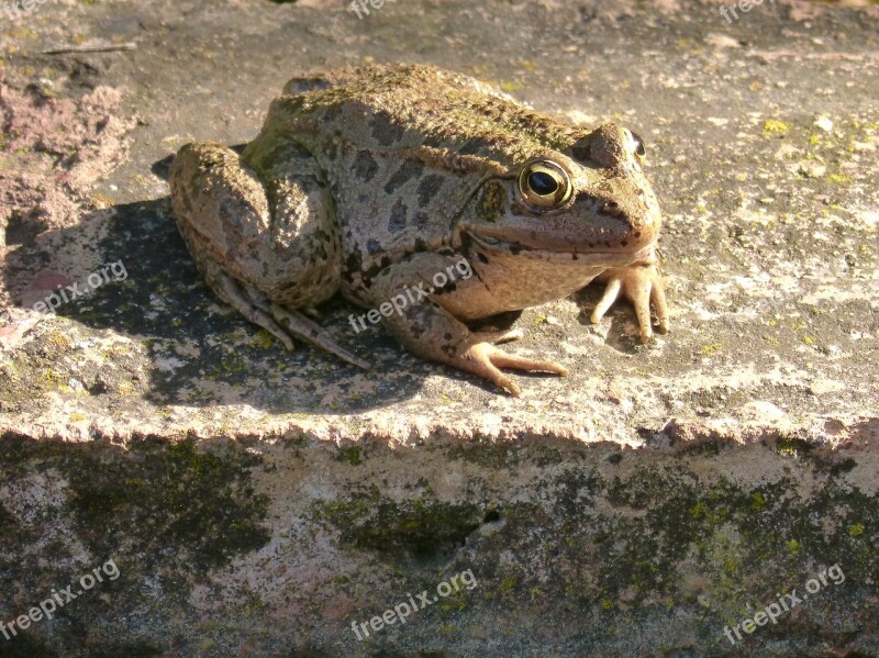 Frog Batrachian Shore Raft Free Photos