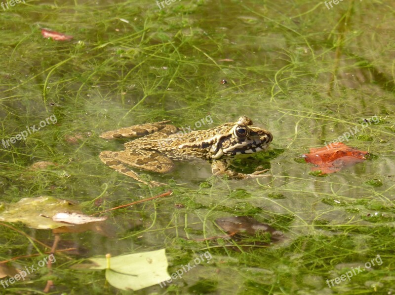 Frog Batrachian Wetland Pond Raft