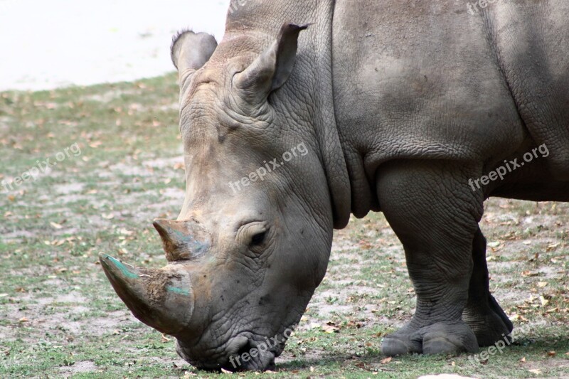 Rhino Zoo Feb Animal Wild