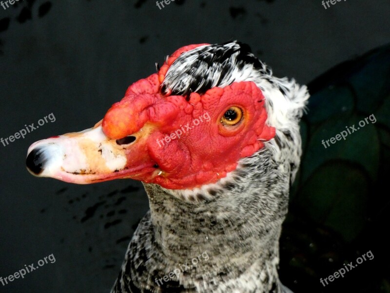 Bird Water Bird Muscovy Duck Florida Free Photos