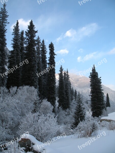 Mountain Forests Winter Tien-shan Ala-archa National Park