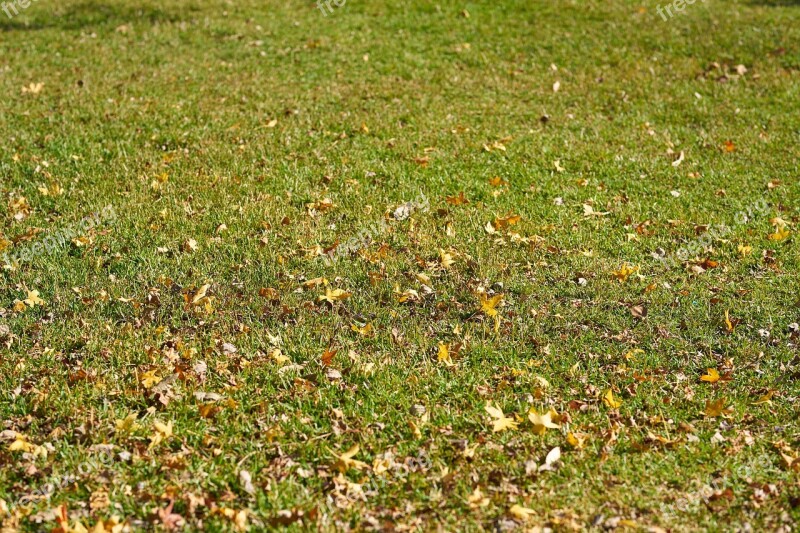 Grass The Leaves Are Green Nature Plant