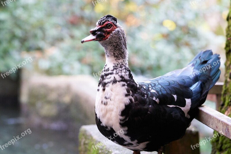 Duck Goose Animal Bird Wing