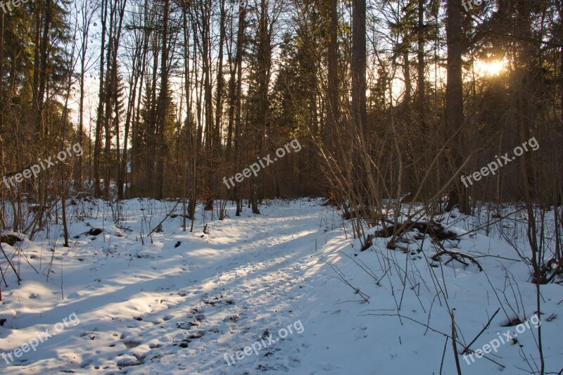 Forest Walk Nature Trees Mood