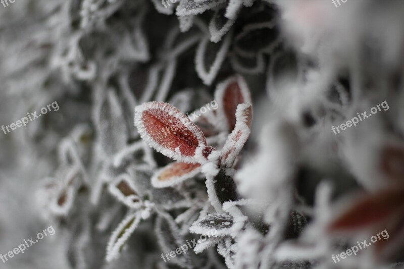 Cold Frost Winter Holiday Wood