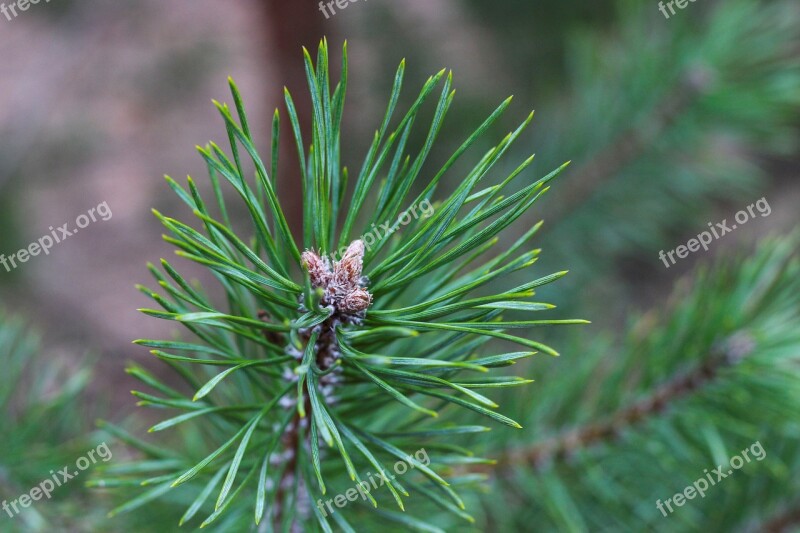 Fir Tree Pine Needles Conifer Branch Green