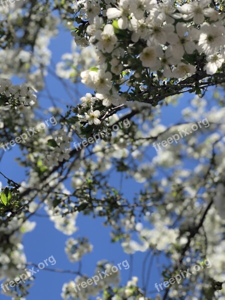 Spring Sky Flowers Cherry Nature