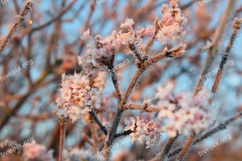 Blossom Bloom Hoarfrost Winter Nature