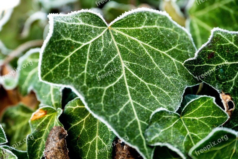 Ivy Frost Nature Frozen Cold