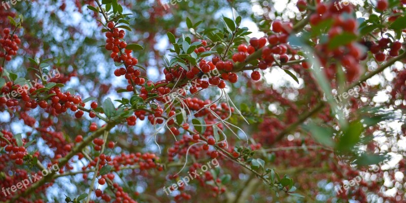 Berries Red Berries Nature Bush Berry