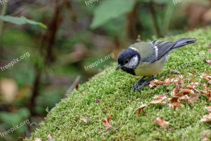 Tit Bird Moss Cam Free Photos