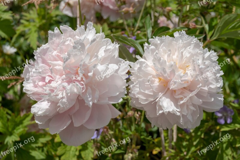 Flower Summer Garden Thriving Beauty