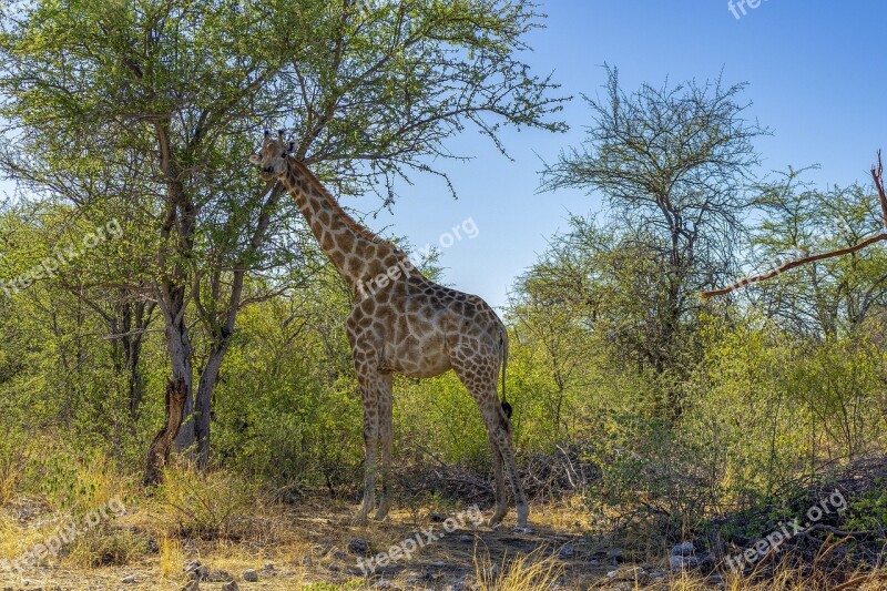 Animal World Africa Safari Mammal Wild Animal