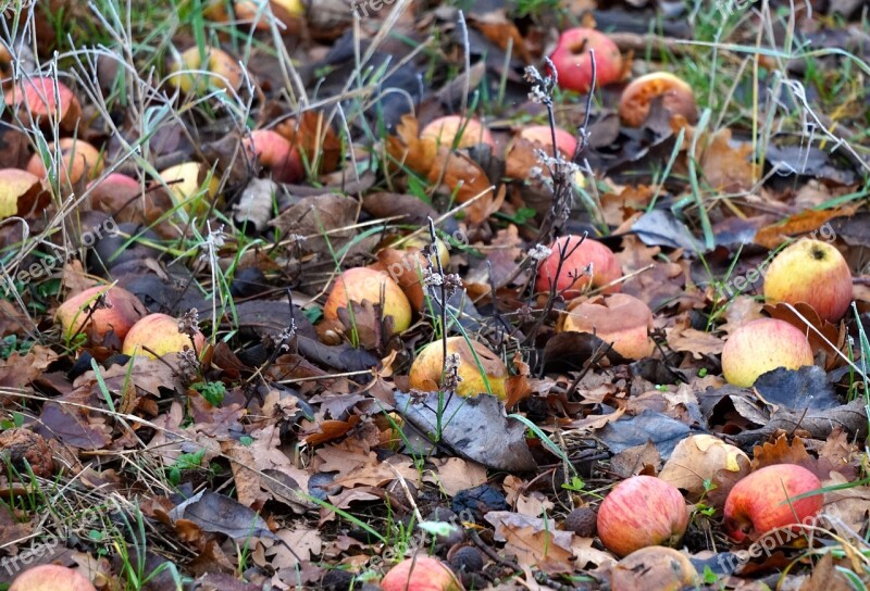 Windfall Winter Apple Rotten Free Photos