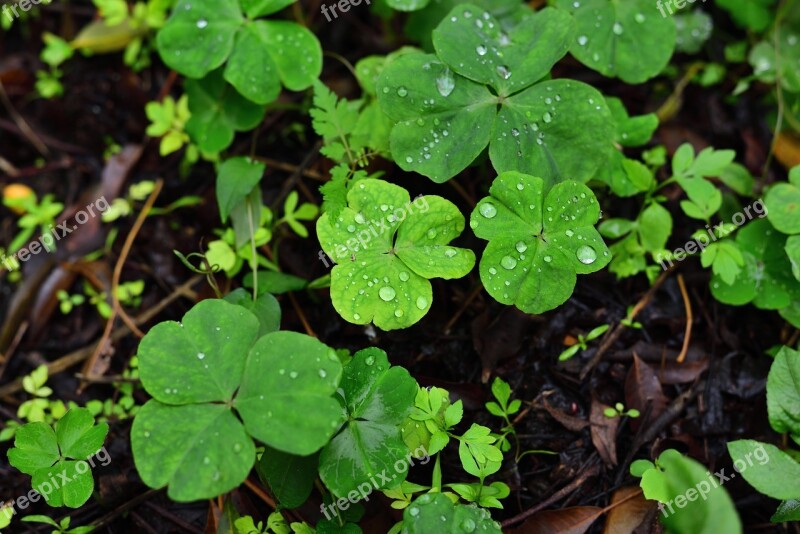 Plant Grass Shamrock Free Photos