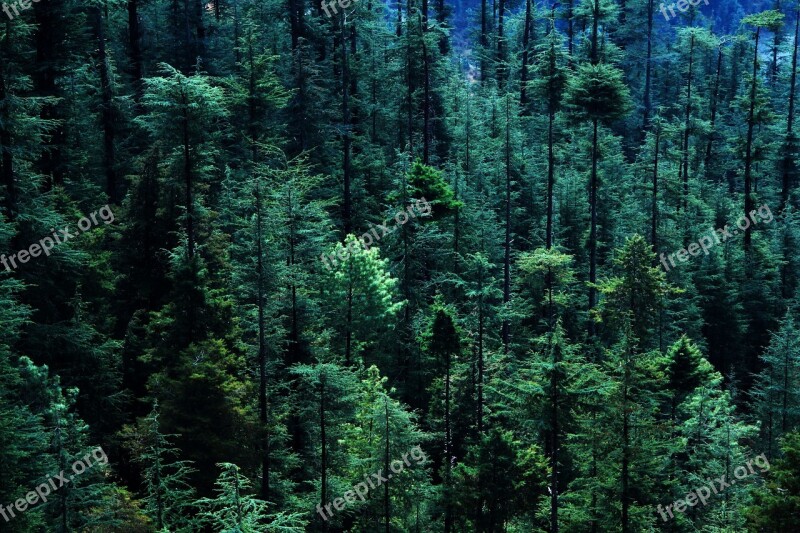 Forest Tree Pine Tree Aerial View Woodland