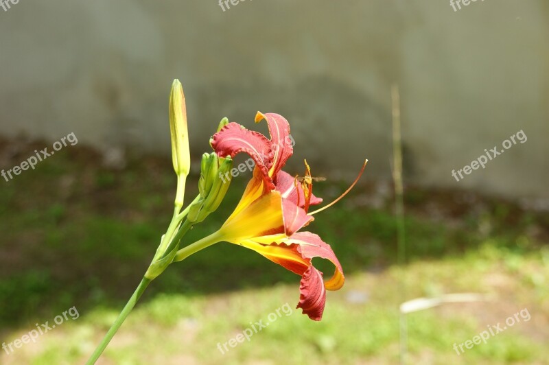 Nature Flower Macro Plant Orchis