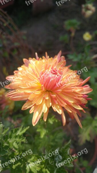 Chrysanthemum Flower Dew Nature Yellow Free Photos