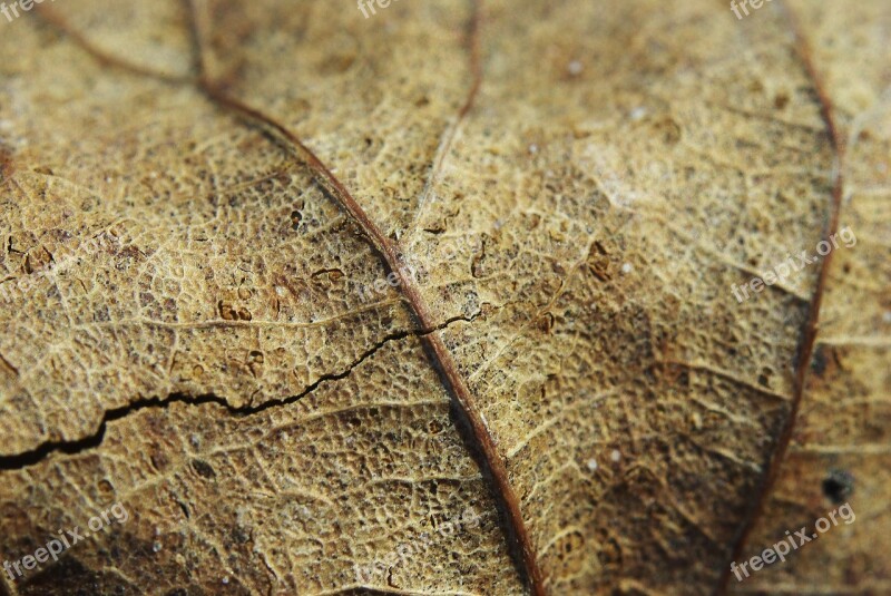 Sheet Dry Crack Macro Photography Brown