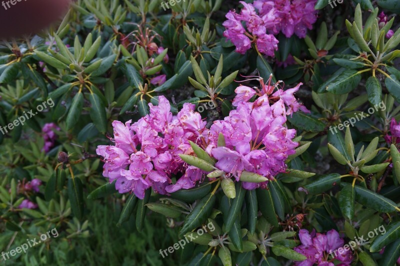 Flowers Rhododendrons Spring Flowers In Appalachia Free Photos