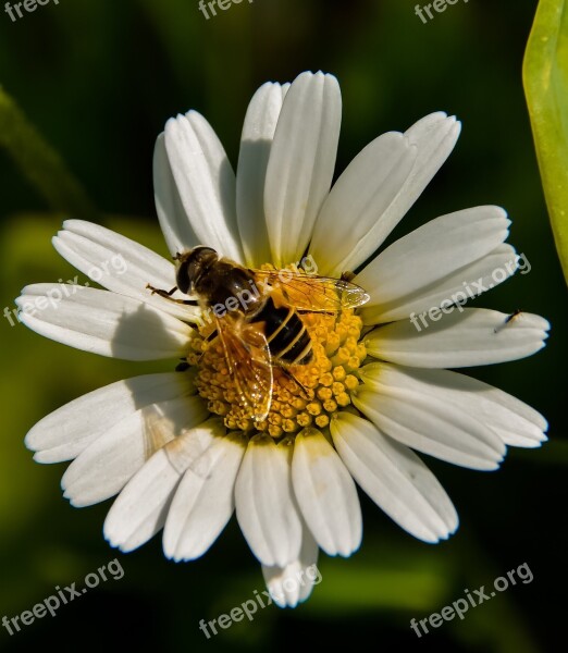 Marguerite Bee Flower Yellow White