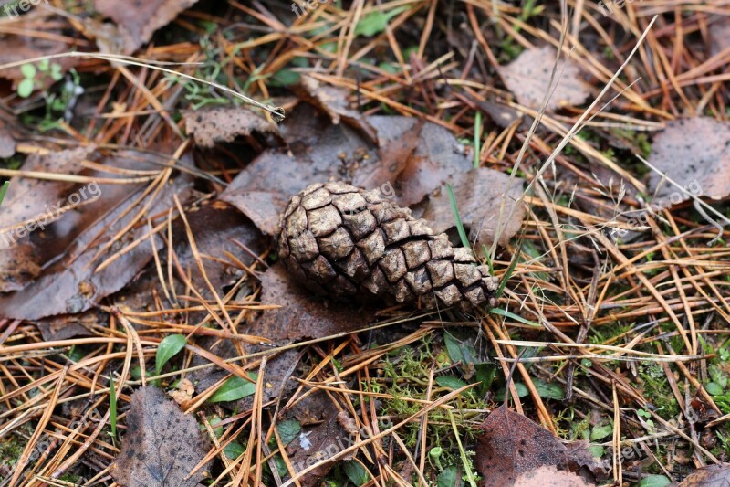 Pine Cones Kienapfel Forest Pine Needles Leaves