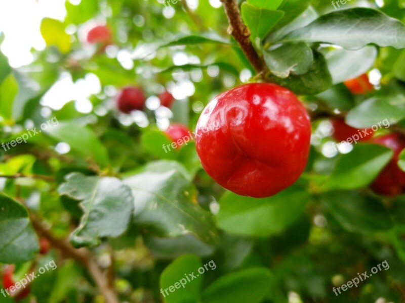 Acerola Fruit Orchard Free Photos