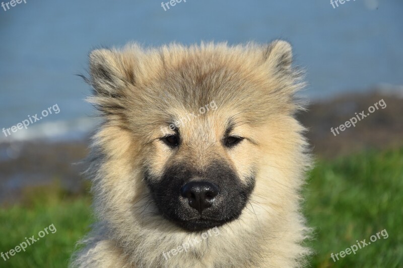 Dog Pup Puppy Olaf Blue Eurasier Black Muzzle