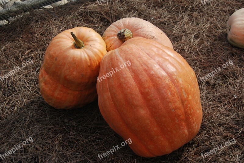 Pumpkin Vegetable Huerta Free Photos