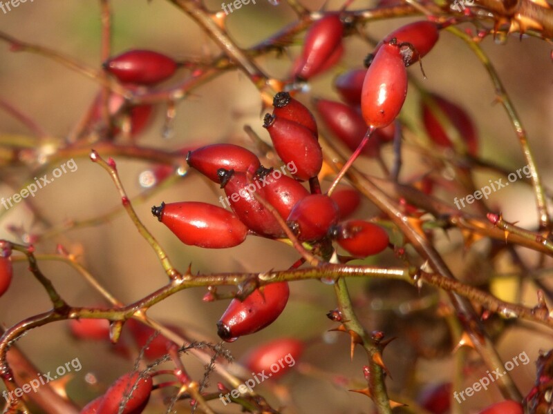 églantines Fruit Red Nature Vitamins