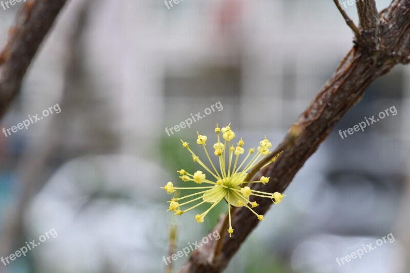 Cornus Spring Flowers Flowers Spring Free Photos