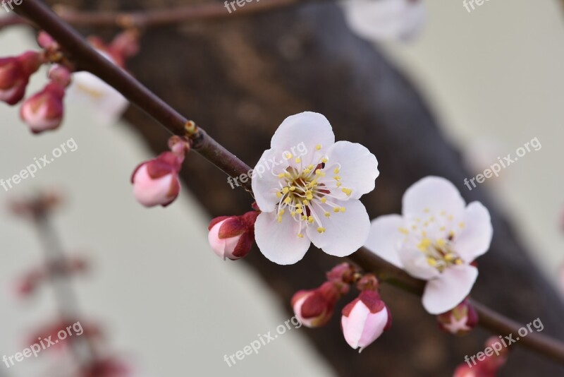 Plum Plum Flower Spring Flowers Red Plum Free Photos