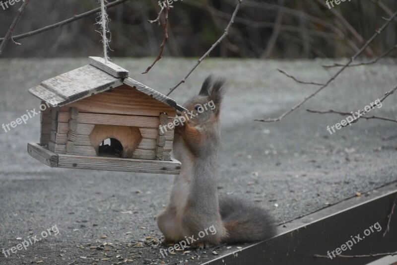 Squirrel Birdhouse Hungry Outdoor Animal